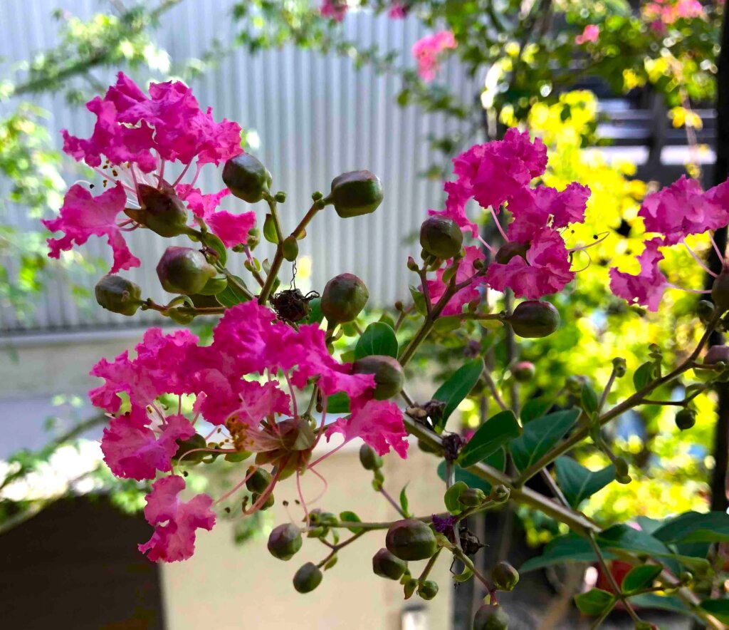 夏の風物詩　百日紅の花